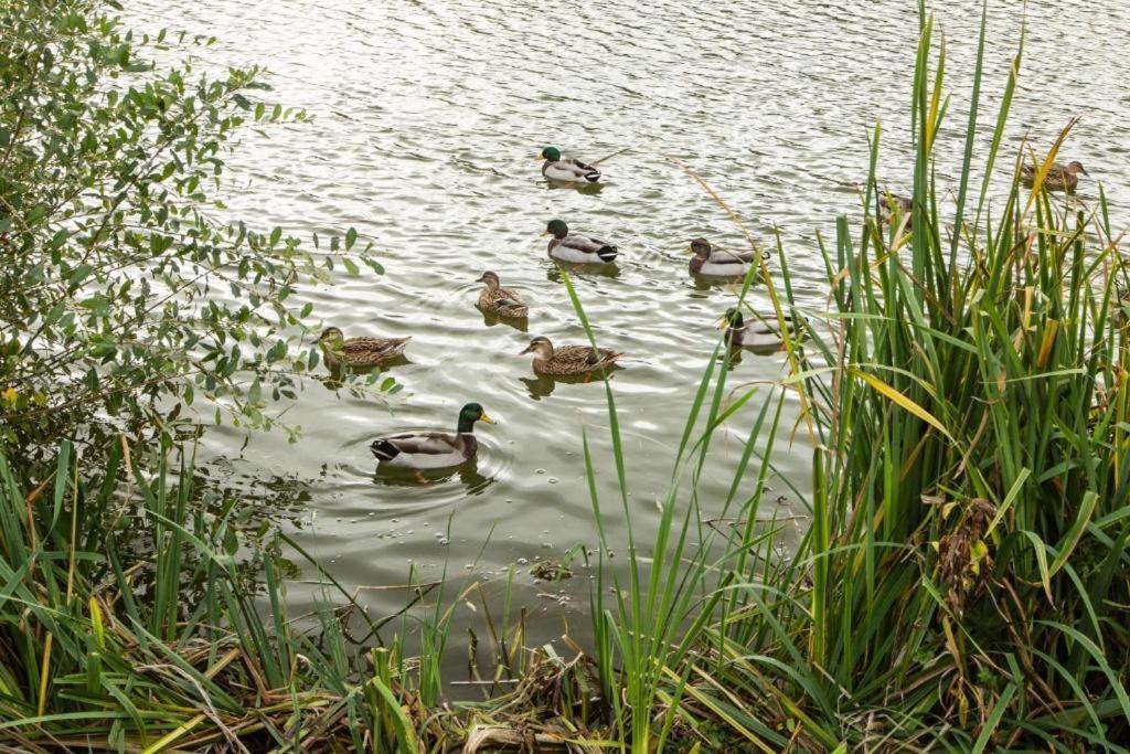 Mallard Lake South Cerney Ngoại thất bức ảnh